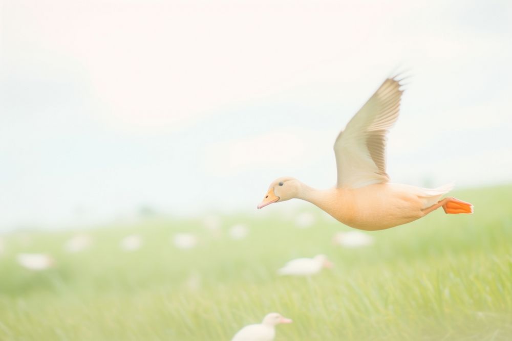 A goose flying seagull animal motion. AI generated Image by rawpixel.