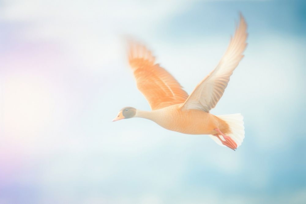 A goose flying animal motion bird. AI generated Image by rawpixel.