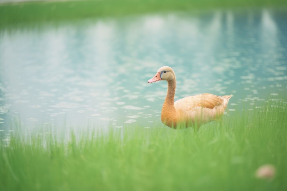 A goose in the pond outdoors animal nature. AI generated Image by rawpixel.