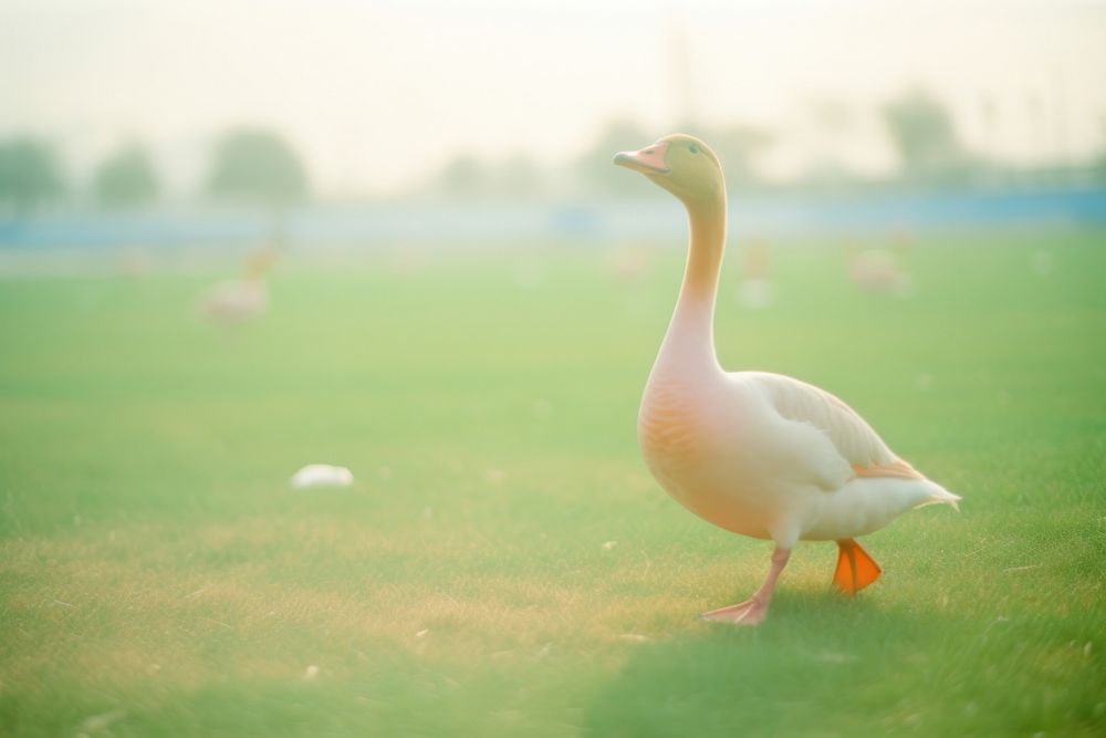 A goose in the pong animal bird waterfowl. AI generated Image by rawpixel.