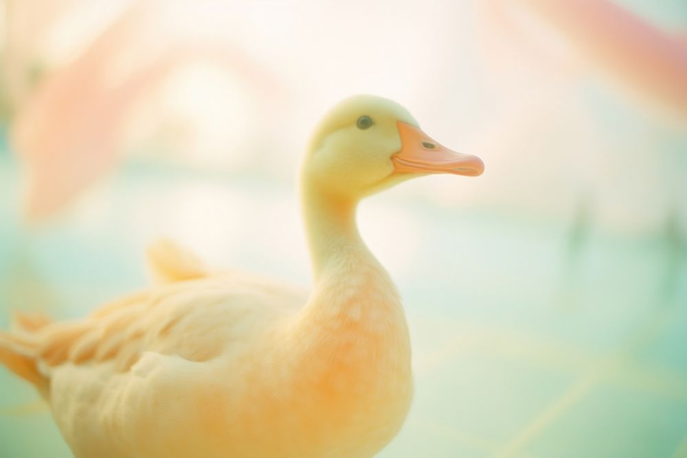 A goose in the pong animal bird duck. AI generated Image by rawpixel.