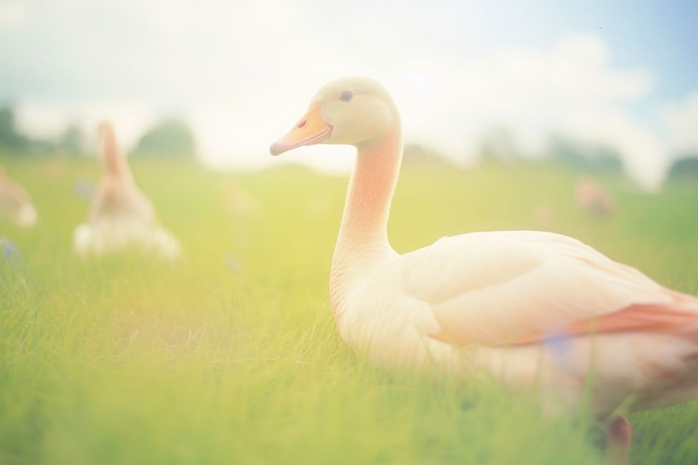 A goose outdoors animal nature. AI generated Image by rawpixel.