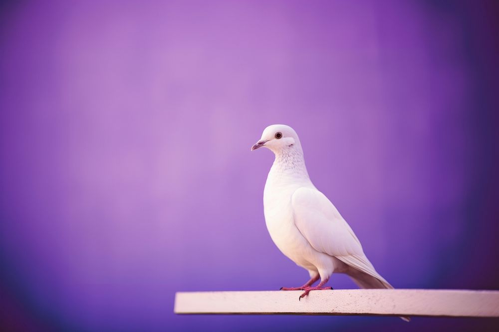 A dove animal pigeon purple.