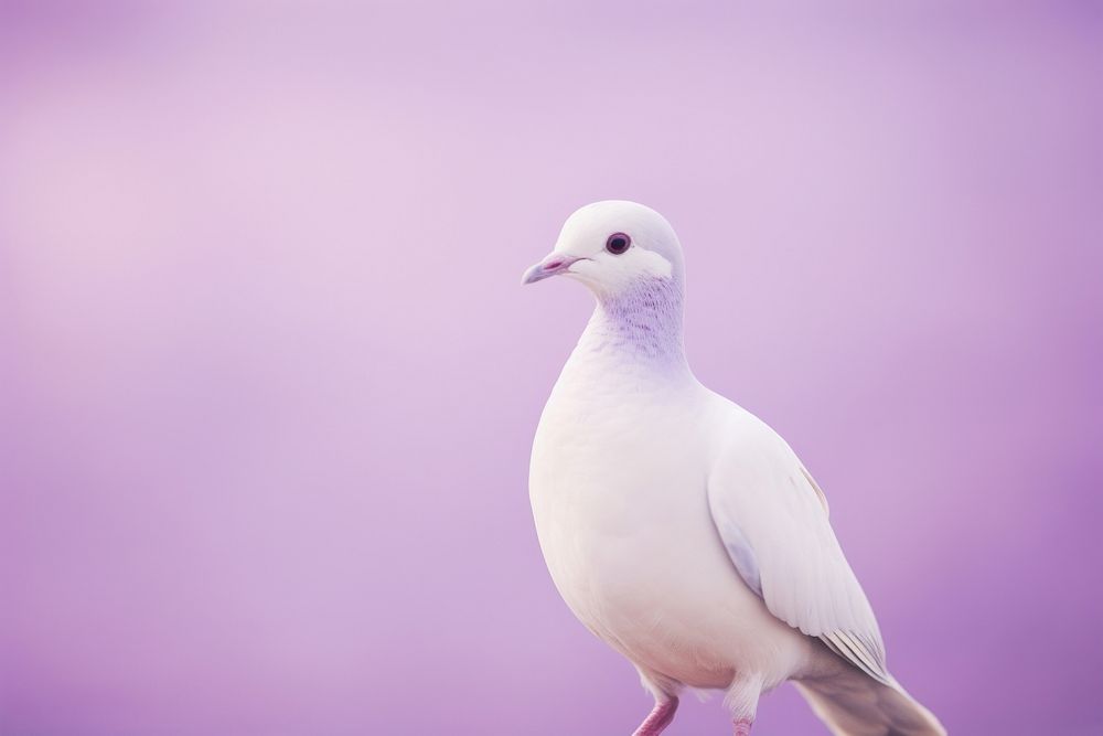 A dove animal purple bird.