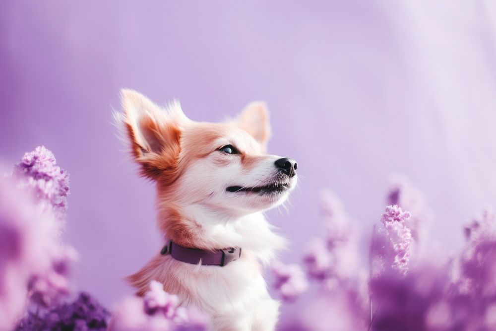 A dog outdoors blossom mammal.