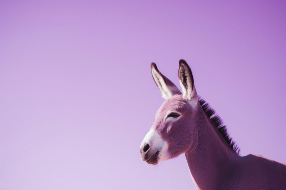 A donkey animal mammal purple. | Premium Photo - rawpixel