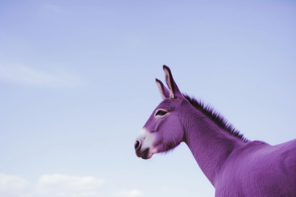 A donkey purple animal mammal. | Premium Photo - rawpixel