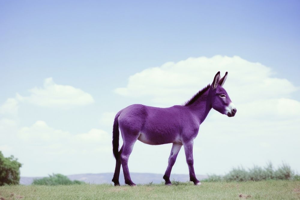 A donkey animal mammal purple. | Premium Photo - rawpixel