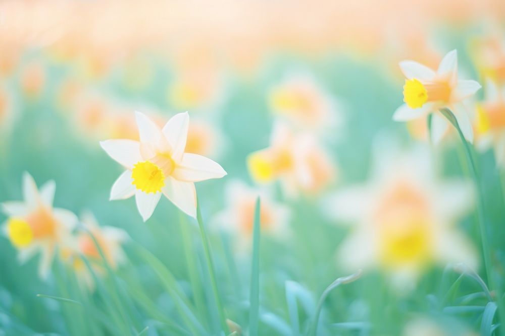 A daffodill flower garden outdoors blossom nature. AI generated Image by rawpixel.