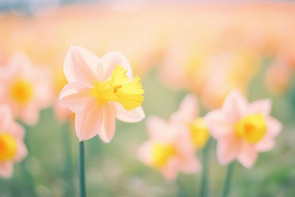 A daffodill flower garden outdoors blossom nature. AI generated Image by rawpixel.