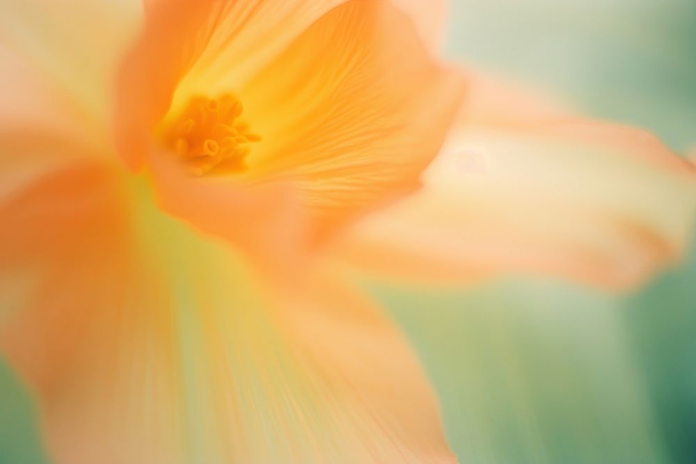 A daffodill flower pollen petal. AI generated Image by rawpixel.