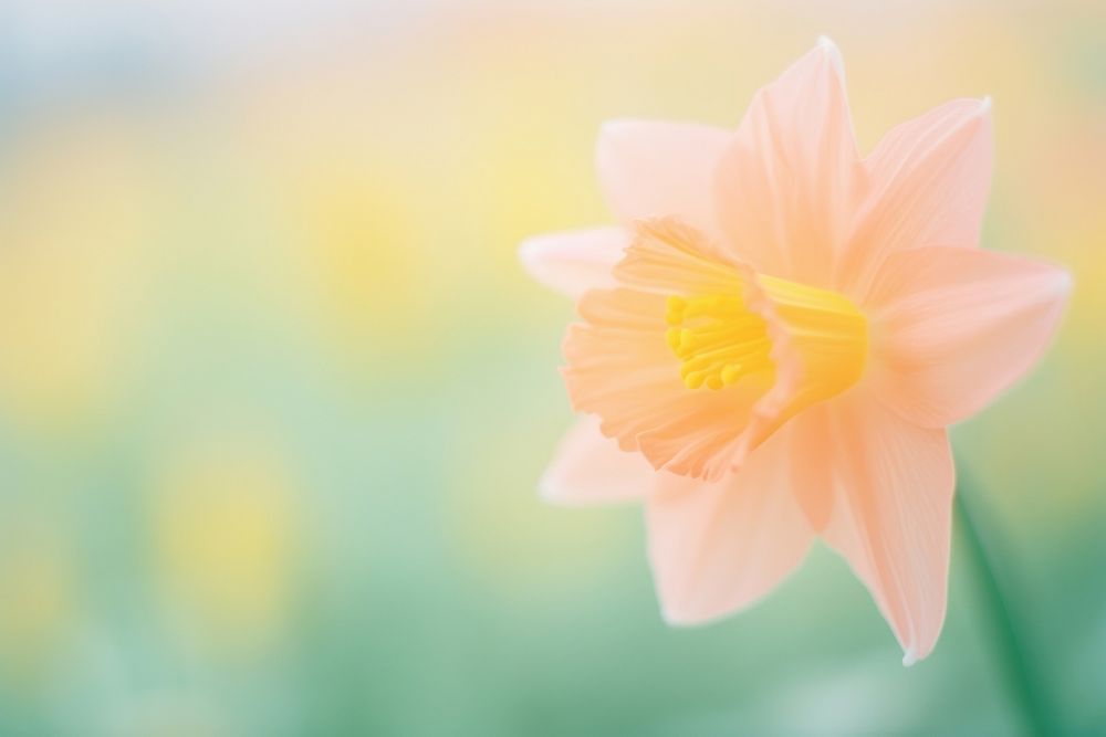 A daffodill blossom flower plant. AI generated Image by rawpixel.