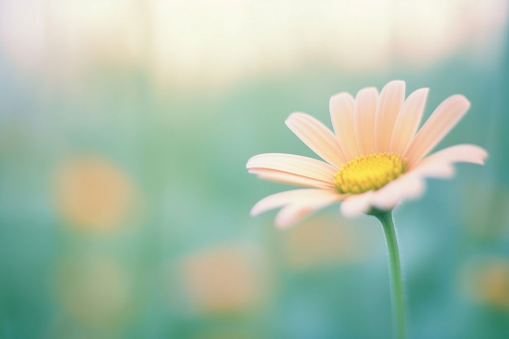 A daisy outdoors blossom flower. AI generated Image by rawpixel.