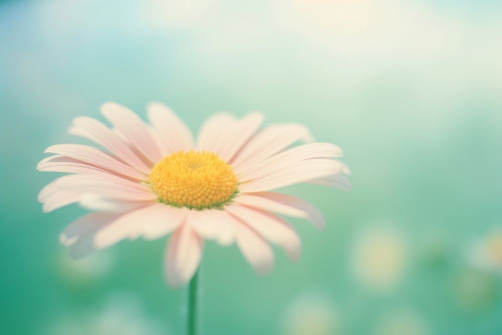 A daisy outdoors blossom flower. AI generated Image by rawpixel.