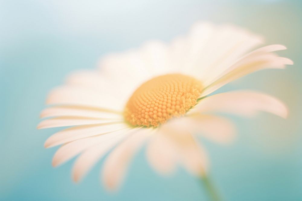 A daisy blossom flower petal. AI generated Image by rawpixel.