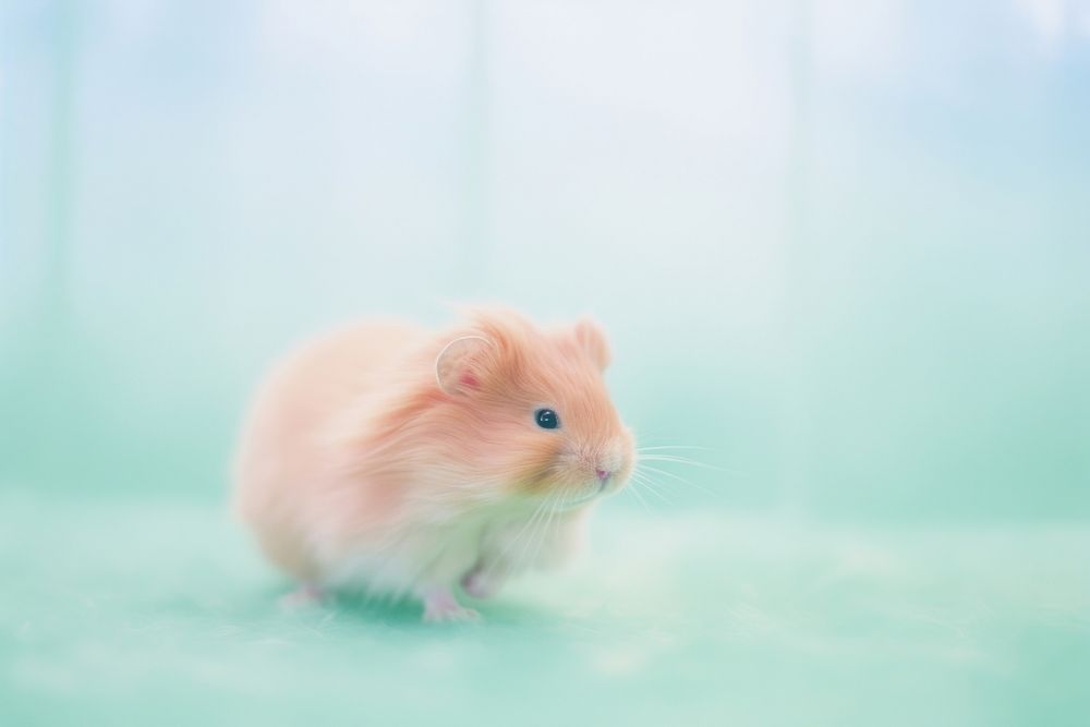 A hamster rat animal rodent. AI generated Image by rawpixel.