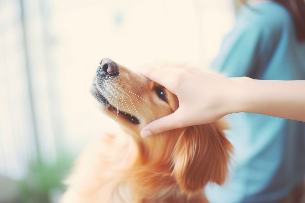 Dog retriever stroking mammal. AI generated Image by rawpixel.