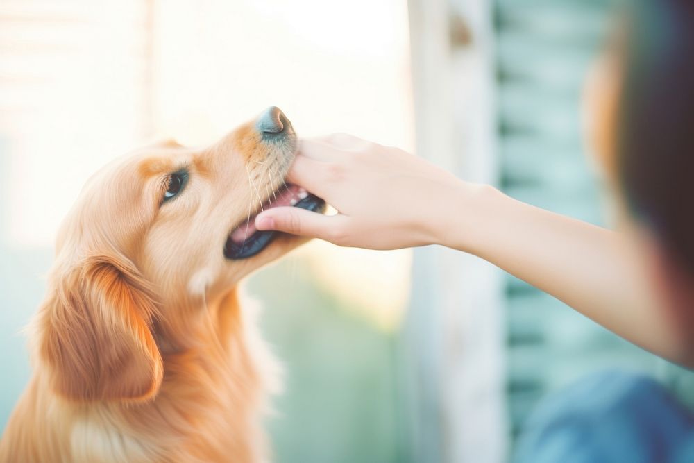Dog retriever stroking mammal. AI generated Image by rawpixel.