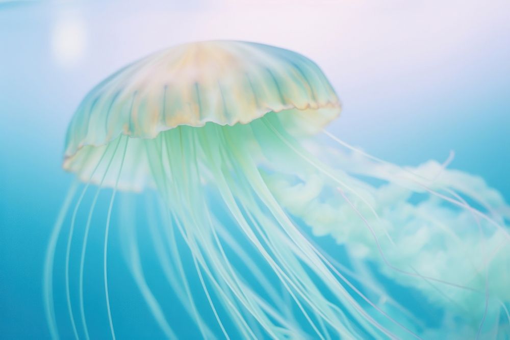 A jellyfish animal invertebrate transparent. AI generated Image by rawpixel.