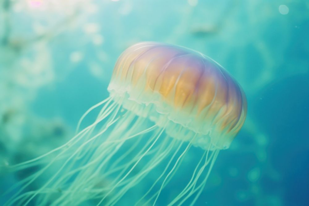 A jellyfish animal invertebrate transparent. AI generated Image by rawpixel.