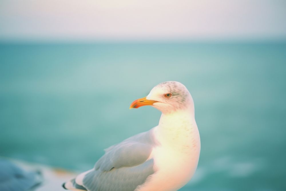 A seagull outdoors animal beak. AI generated Image by rawpixel.