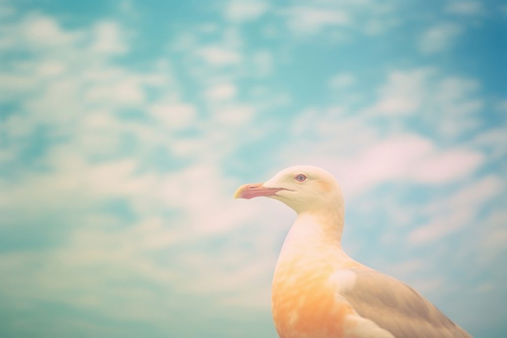 A seagull outdoors animal nature. AI generated Image by rawpixel.