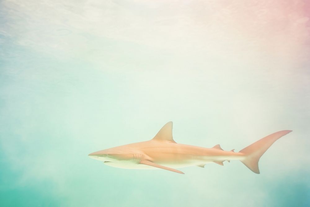 A shark outdoors animal nature. AI generated Image by rawpixel.