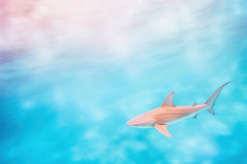 A shark outdoors nature animal. AI generated Image by rawpixel.