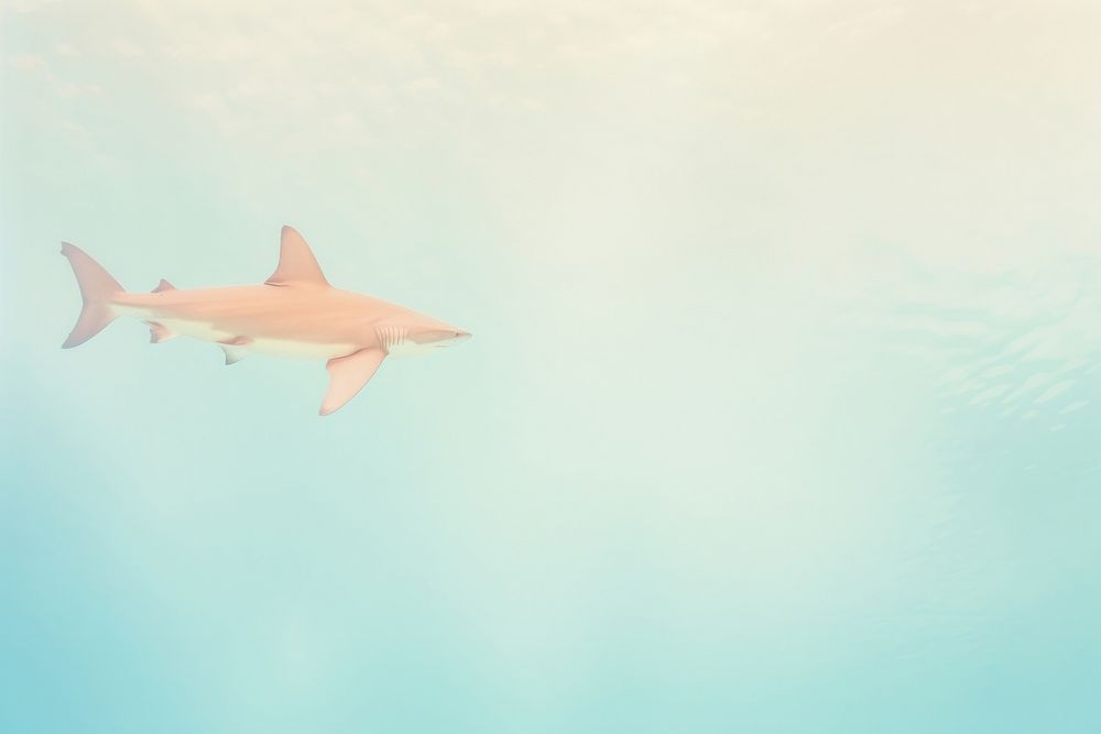 A shark outdoors nature animal. AI generated Image by rawpixel.