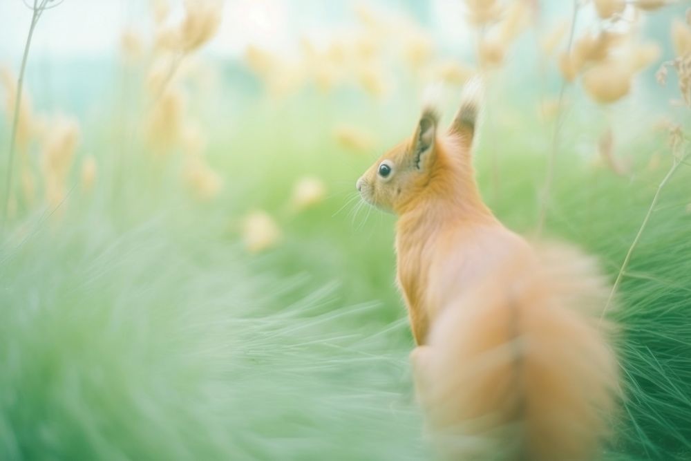 A squirrel outdoors animal mammal. AI generated Image by rawpixel.
