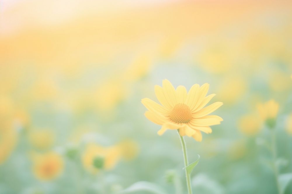 A sunflower garden outdoors blossom nature. AI generated Image by rawpixel.