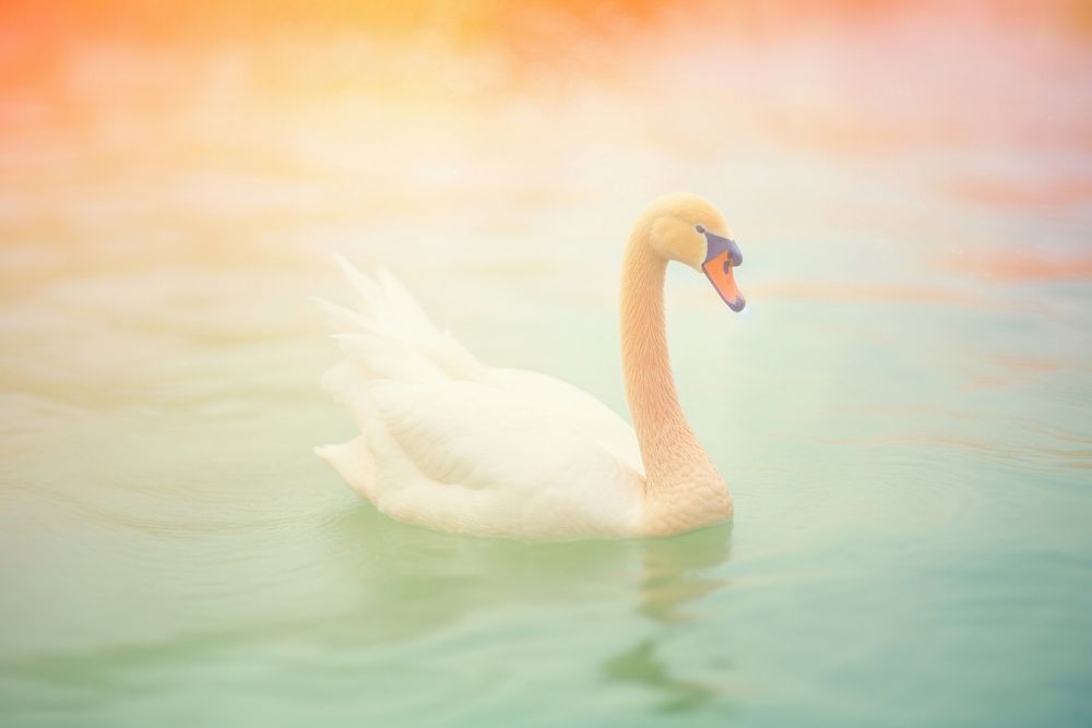 A swan animal bird beak. AI generated Image by rawpixel.