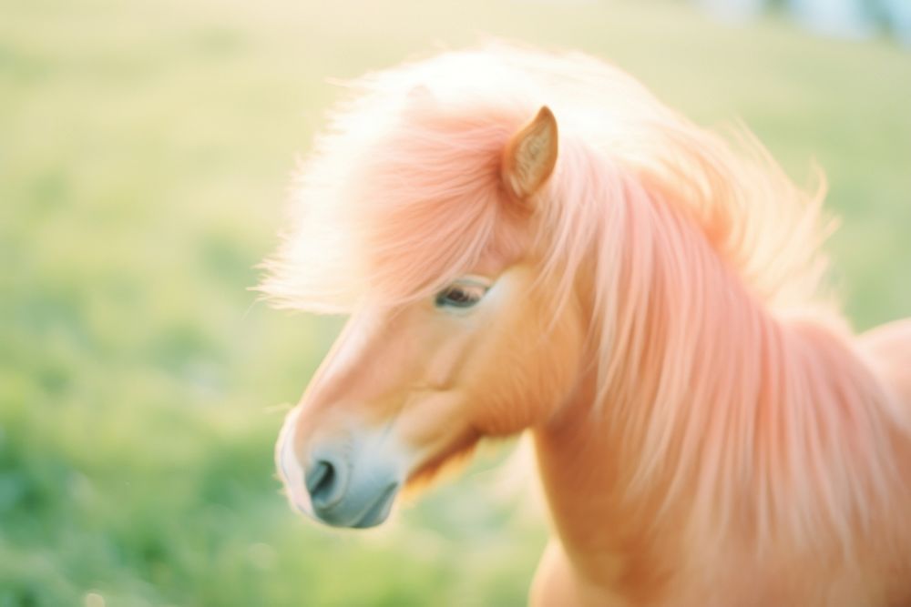 A pony horse animal mammal herbivorous. AI generated Image by rawpixel.