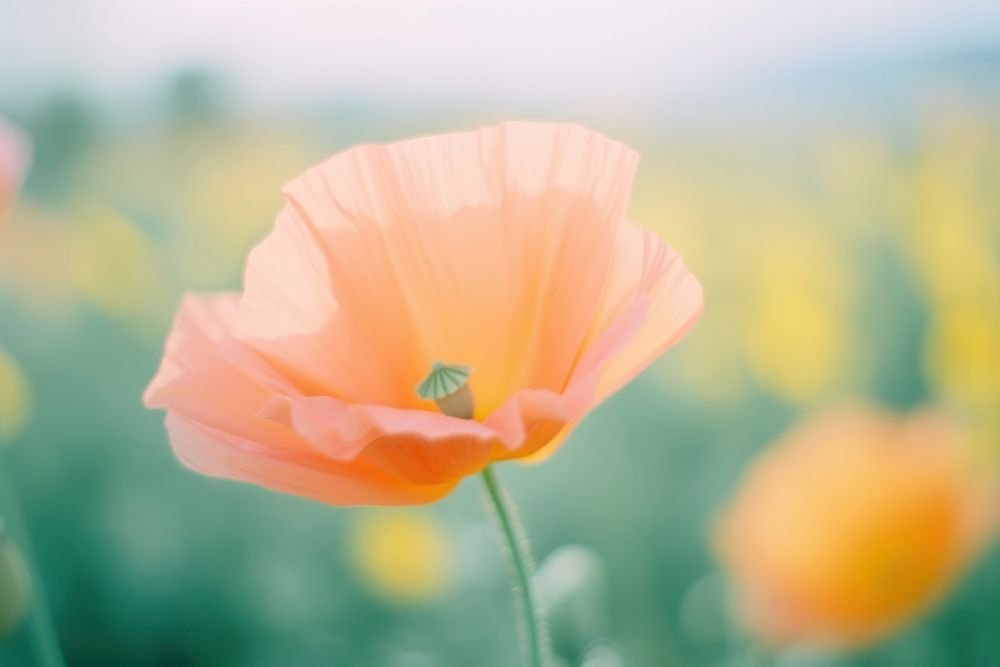 A poppy blossom flower petal. AI generated Image by rawpixel.