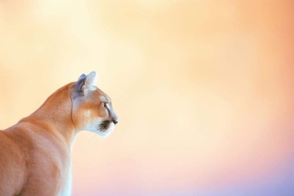 Forest Mountain Lion Portrait Of A Cougar In The Backgrounds | JPG Free  Download - Pikbest