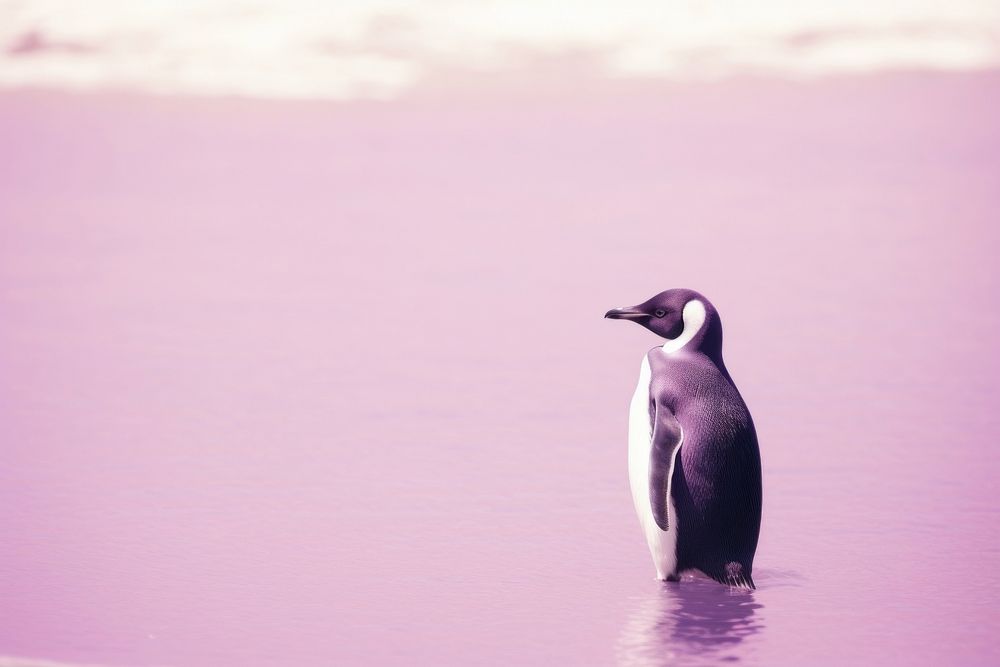 A penguin animal purple bird.