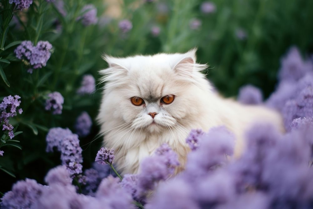 A persian cat in the flowers garden animal mammal purple.