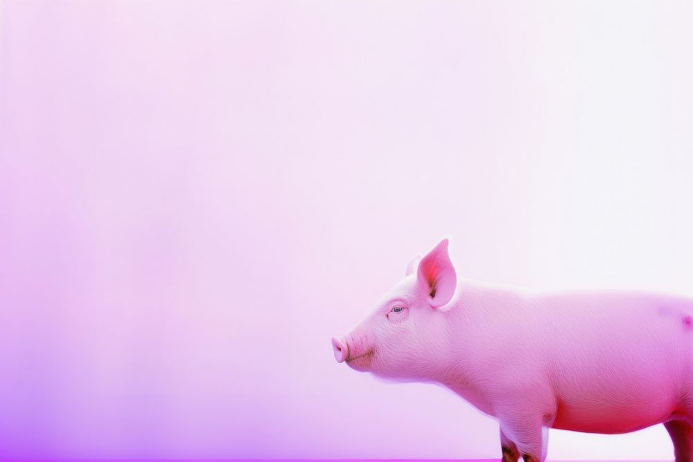 A pig animal mammal purple.