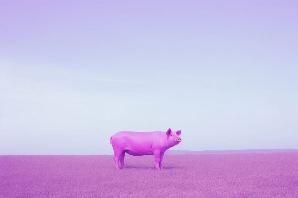 A pig purple animal mammal.