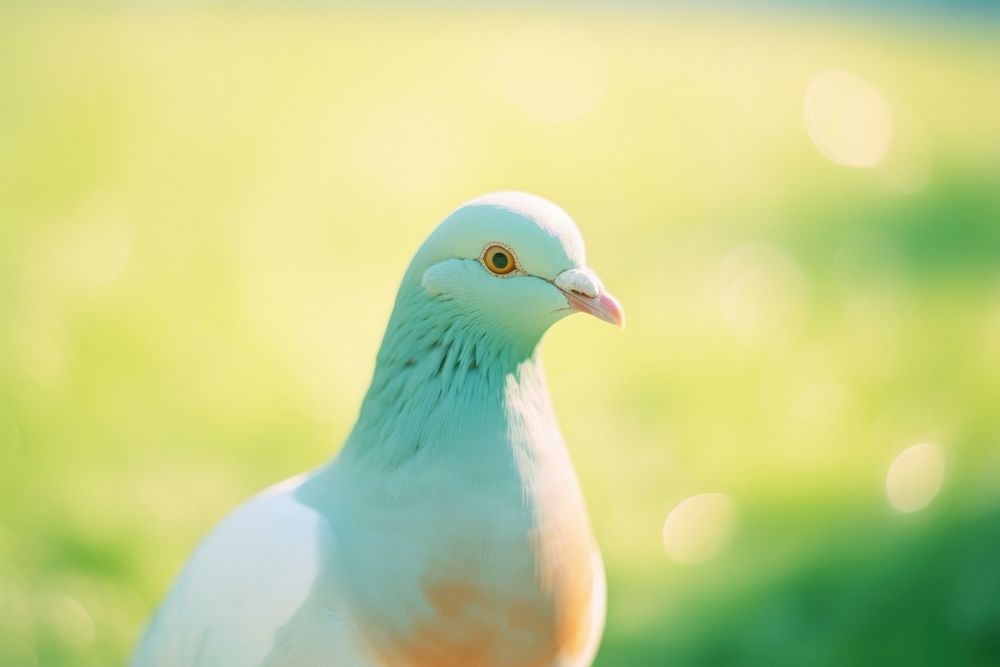 A pigeon animal bird wildlife. AI generated Image by rawpixel.