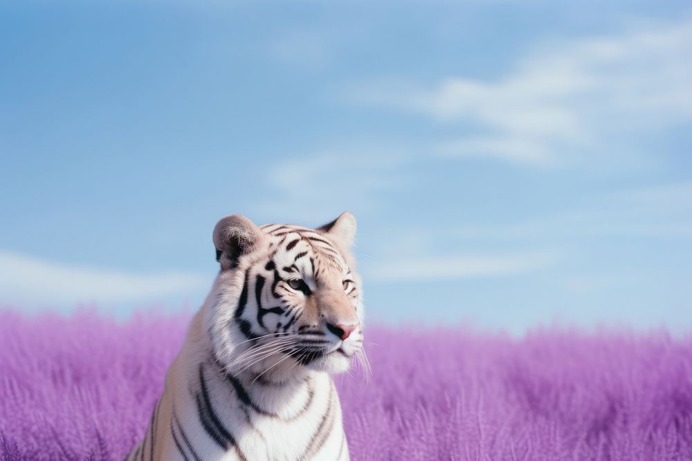 A tiger wildlife outdoors animal.
