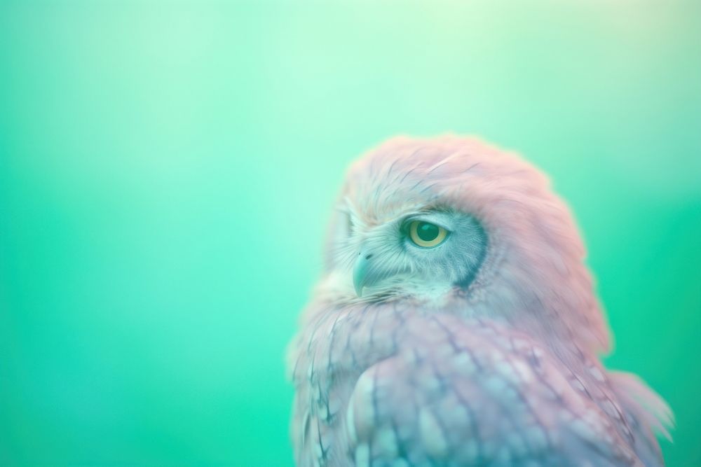 An owl animal beak bird. AI generated Image by rawpixel.