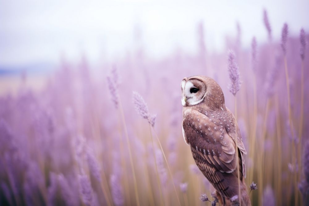 An owl outdoors flower animal.