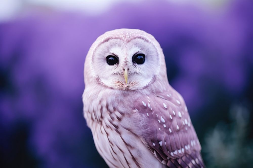 An owl animal purple beak.