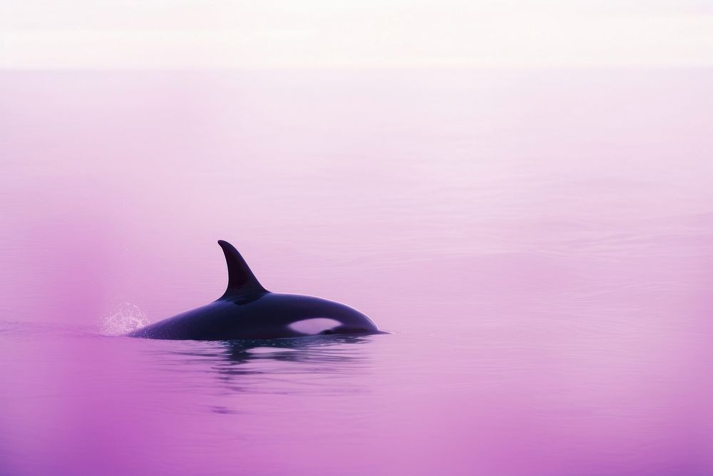 An orca animal mammal purple.