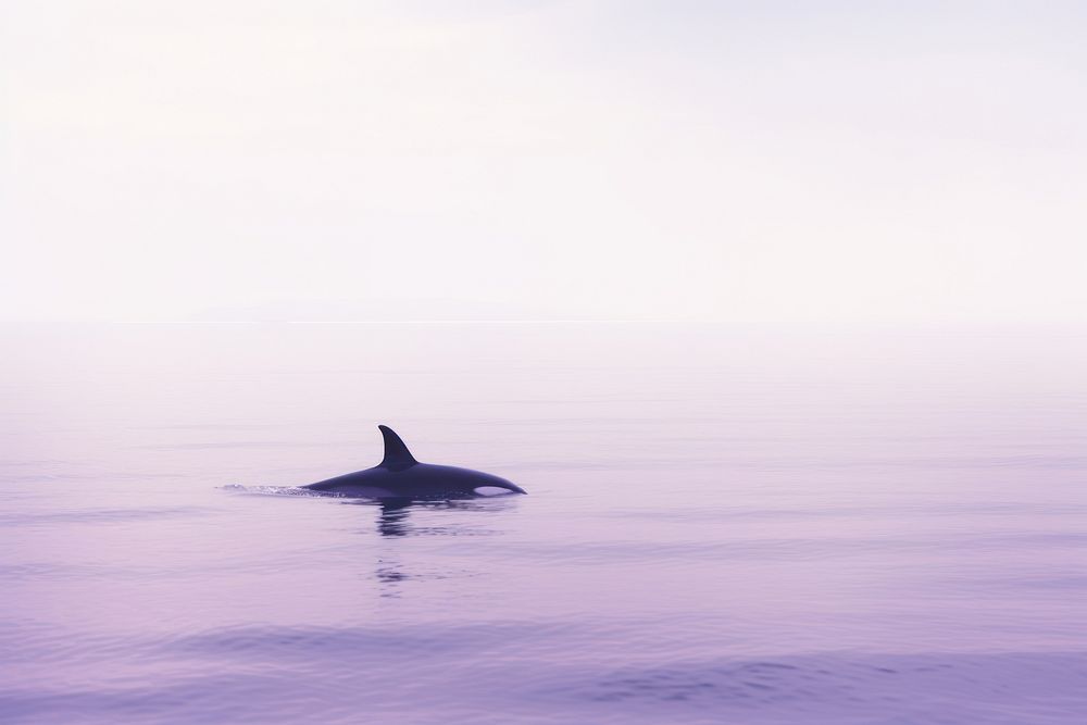 An orca dolphin animal mammal.
