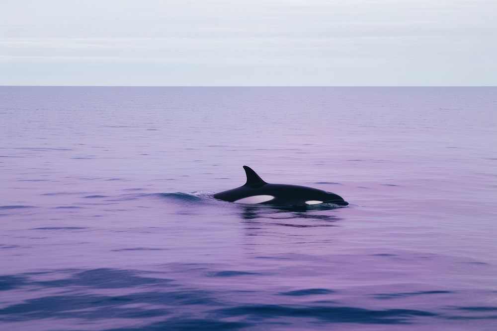An orca outdoors dolphin animal.