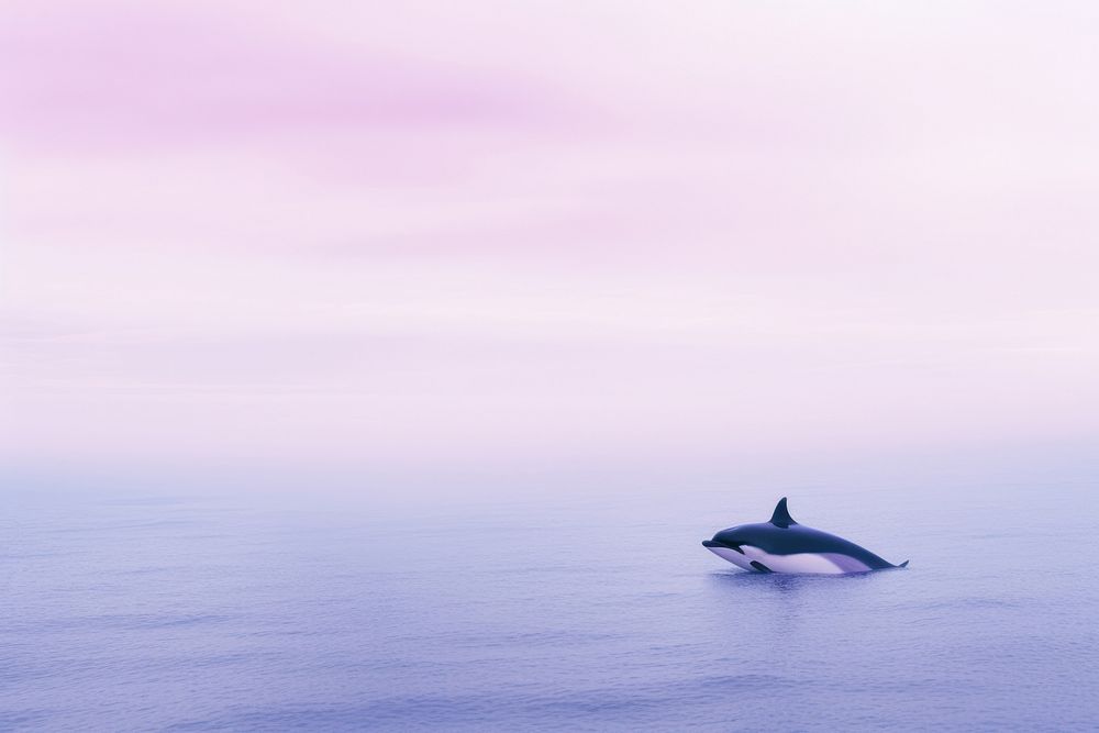 An orca outdoors dolphin nature.