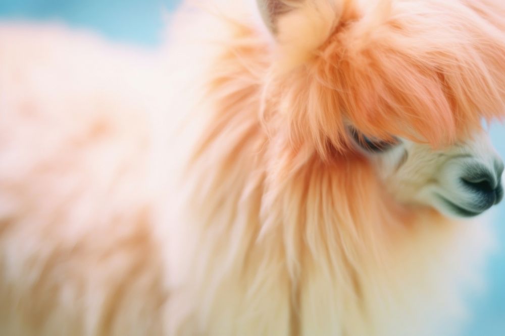 An alpaca close-up mammal animal pet. AI generated Image by rawpixel.