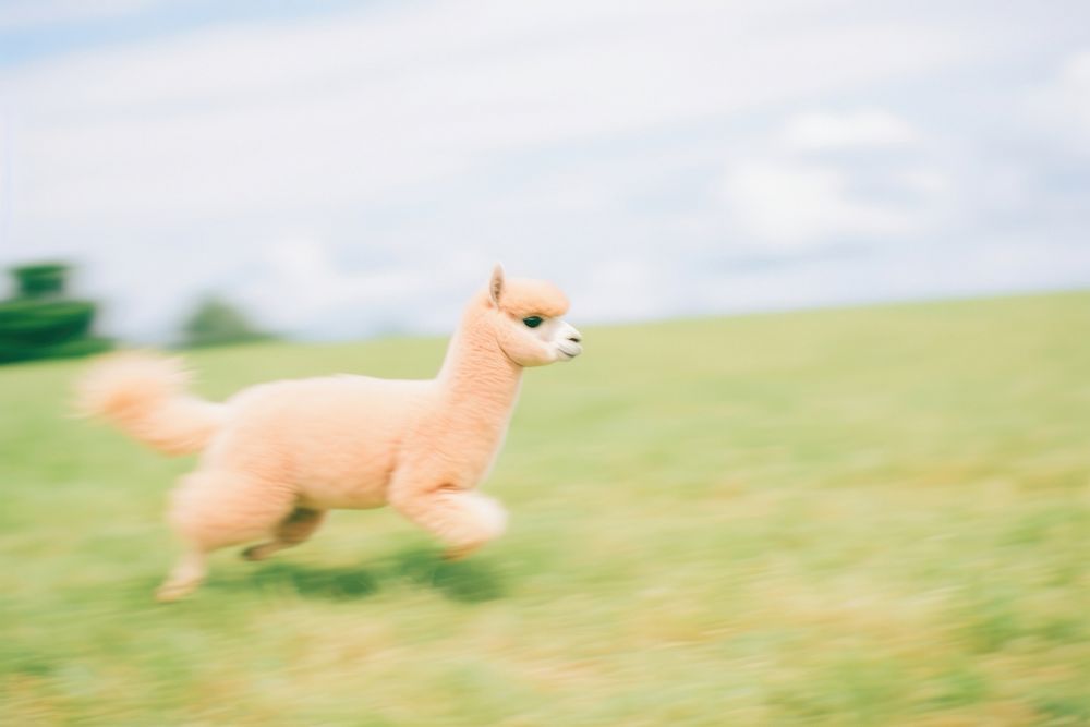 An alpaca running livestock mammal animal. AI generated Image by rawpixel.